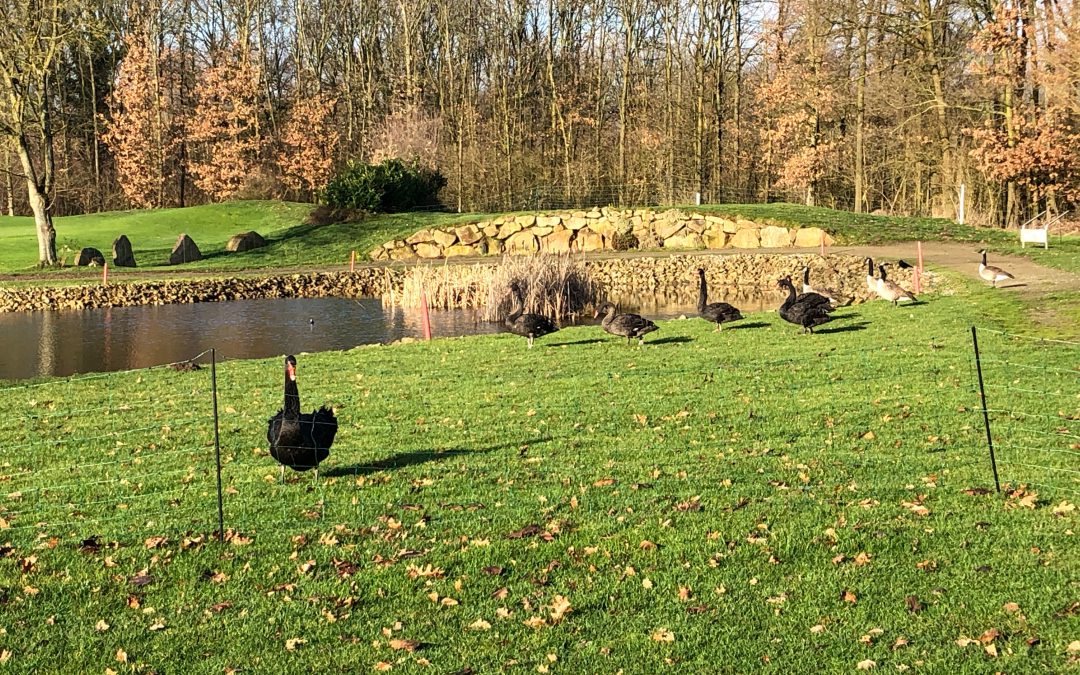 Schwarzer Schwan ist nicht mehr einsam