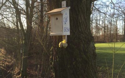 Nistkästen aufgehängt!
