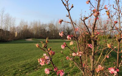 Jahresplanungen der Golfladies