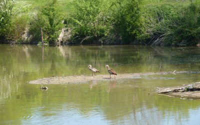 Unser Golfplatz X – Tierische Gäste