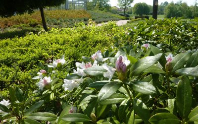 Unser Golfplatz XII – Bahnen 13 bis 15