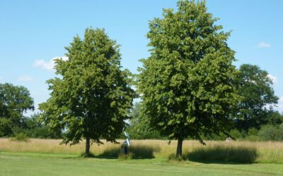 Neue Installation von Wolfgang Lamché