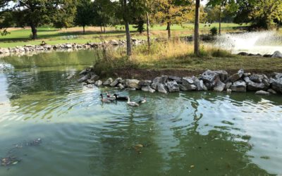 Laufenten finden neue Heimat bei uns