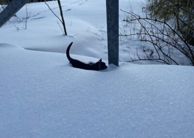 GC 02-21 Katze im Schnee