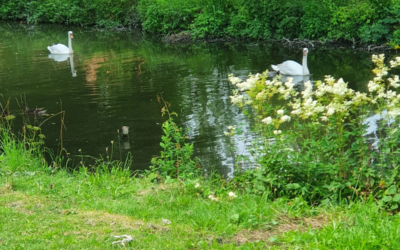 Neuigkeiten auf dem Platz: Weißes Schwanenpaar und Abschlaghütte